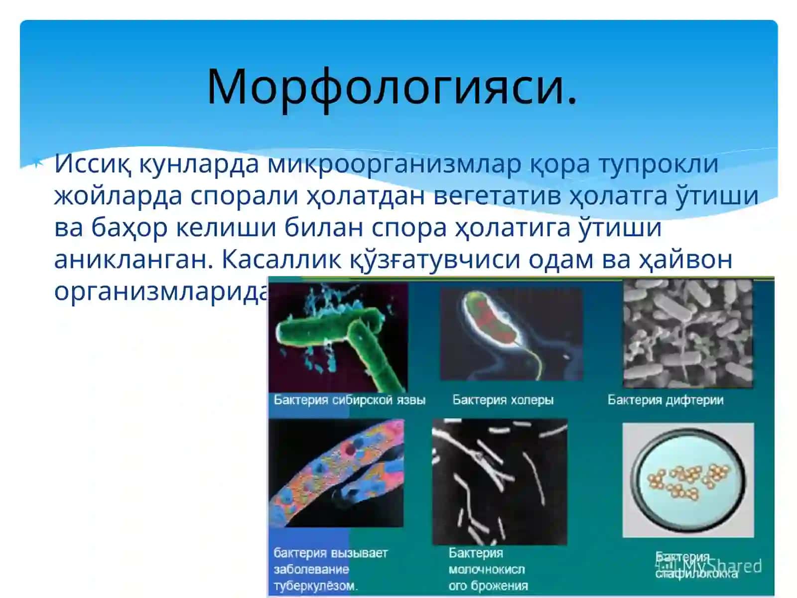 Сибиряраси 4