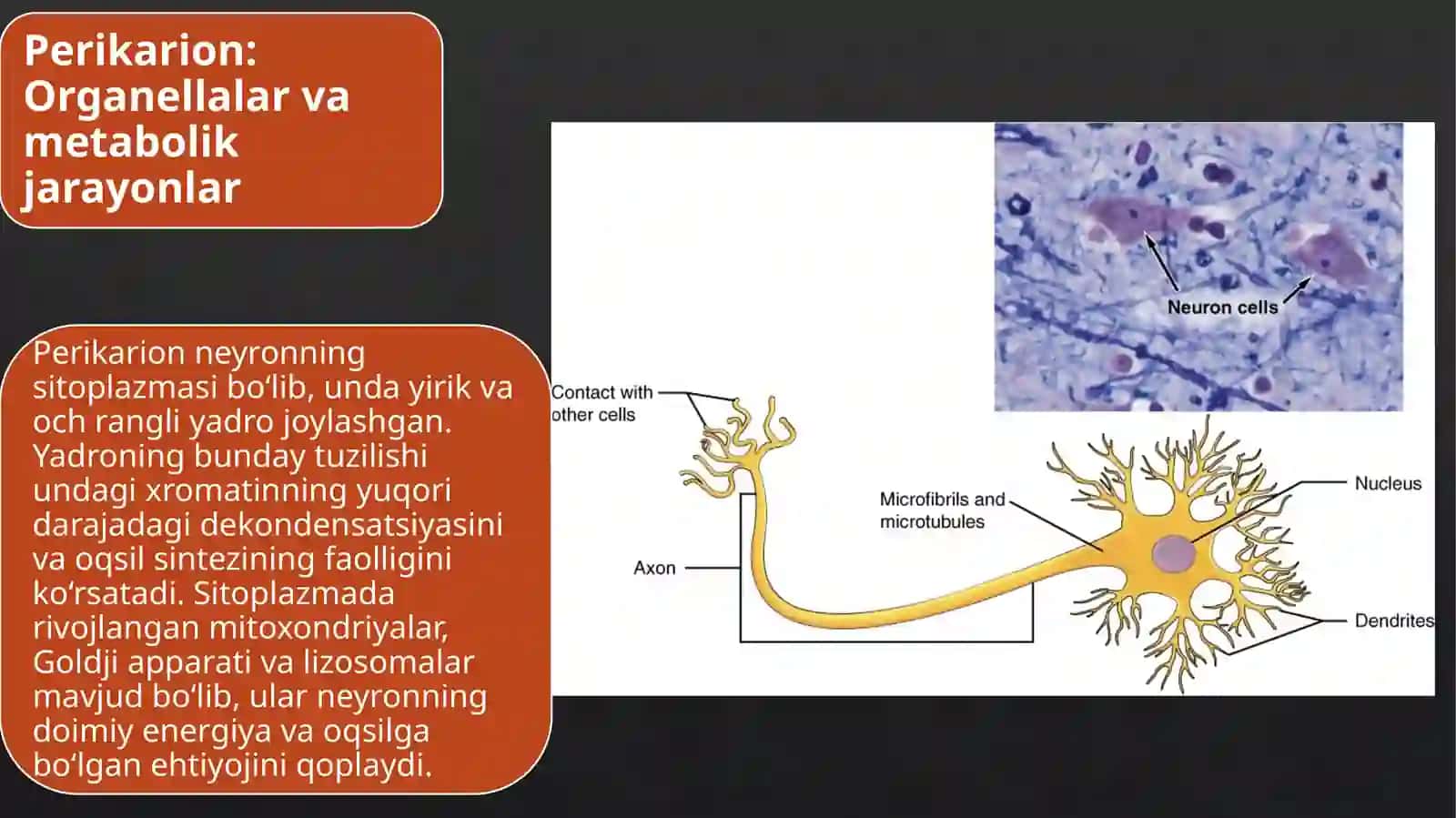 Gistologiya, Sitologiya va Embrionologiya 4