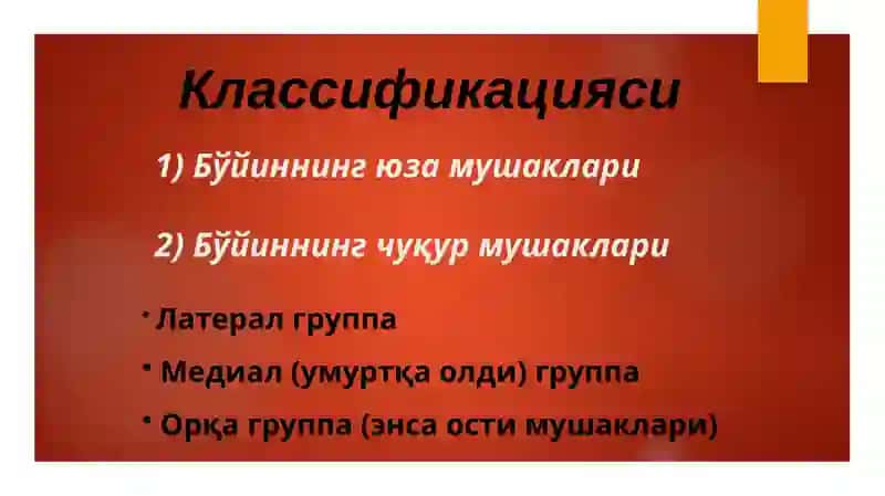 Бўйин мушаклари 4