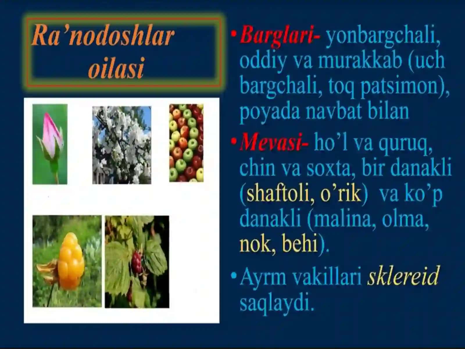 Ra’nodoshlar,karamdoshlar,sho’radoshlar,gulhayridoshlar 4