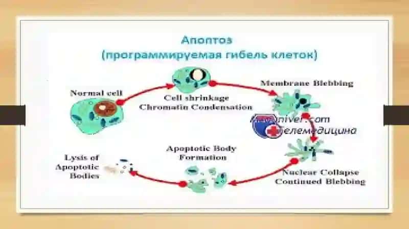 Apoptozhaqida 4