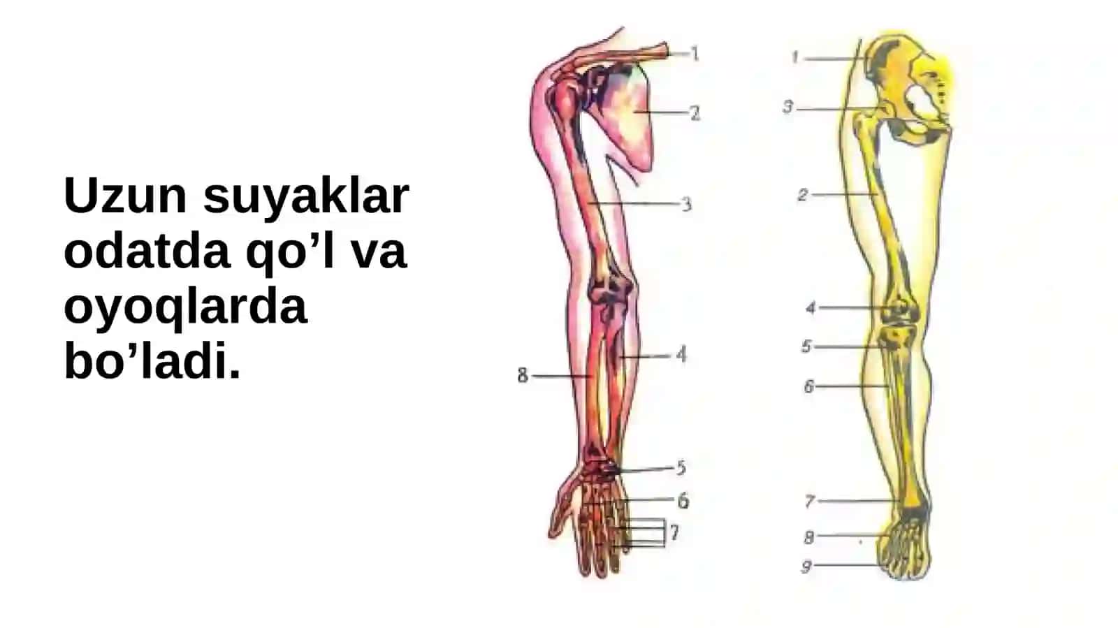 Tayanch – harakat apparatining yosh xususiyatlari va gigiyenasi 4