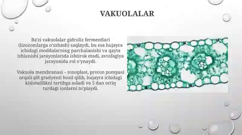 Eukaroit hujayralarning ultrastrukturaviy tuzilishi 4