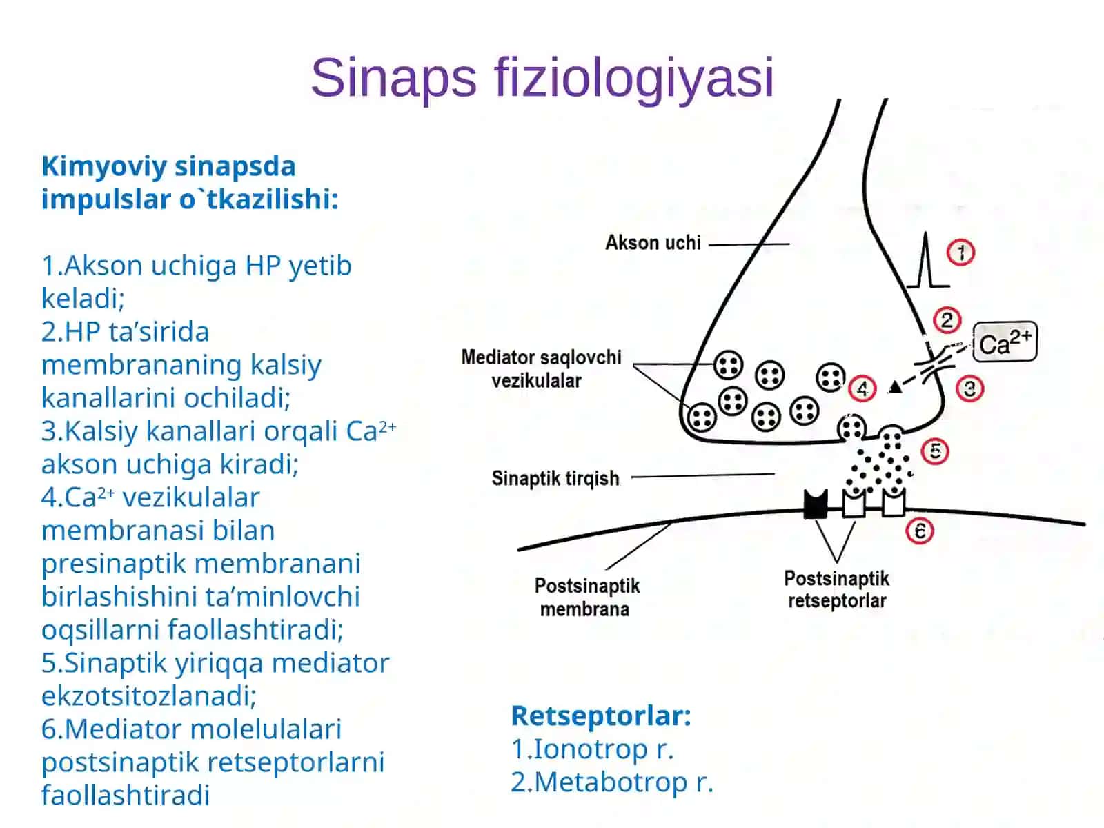 Muskullar fiziologiyasi.Nerv tolalari va sinapslar fiziologiyasi 4