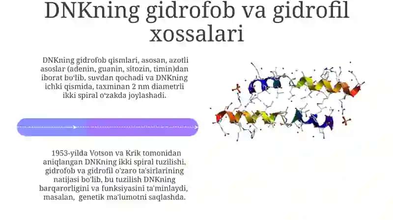 DNK molekulasining tuzilishi va fizik-kimyoviy xossalari 4