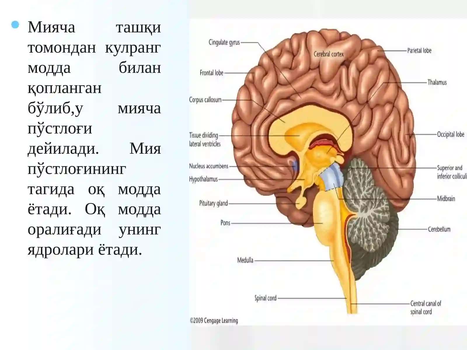 МИЯЧА 4
