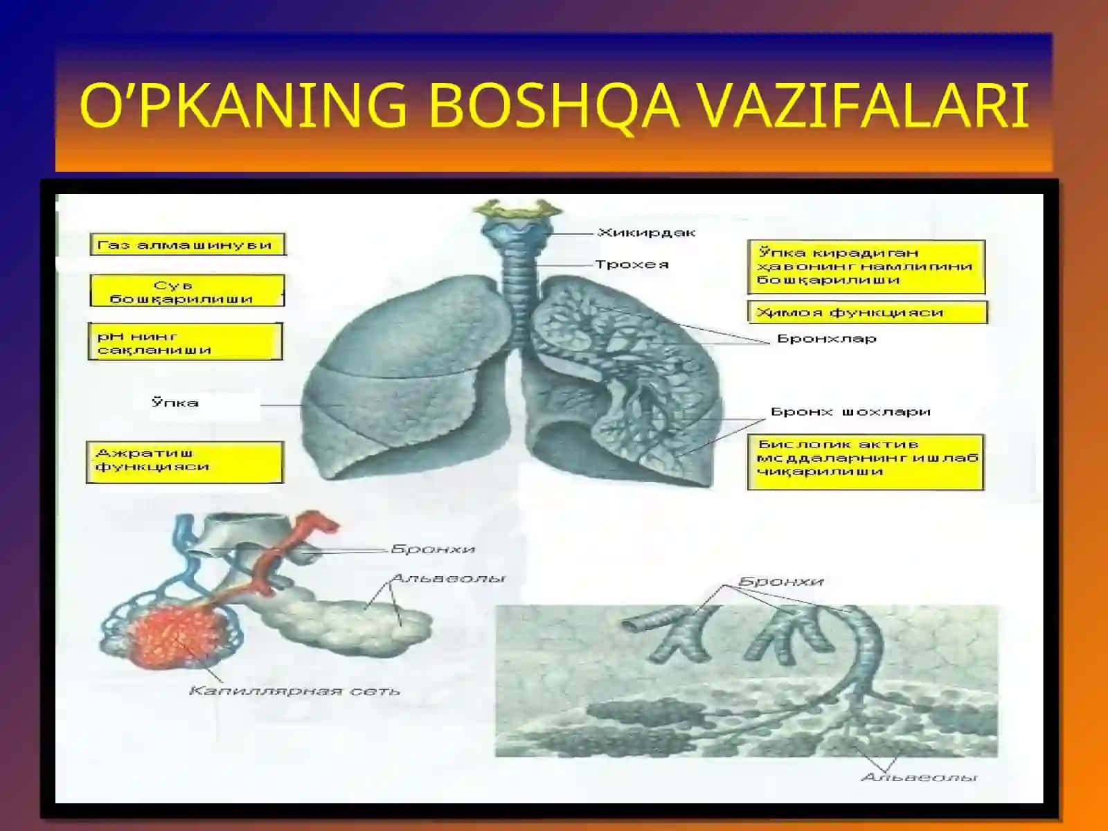 NAFAS A’ZOLARIFIZIOLOGIYASI 4