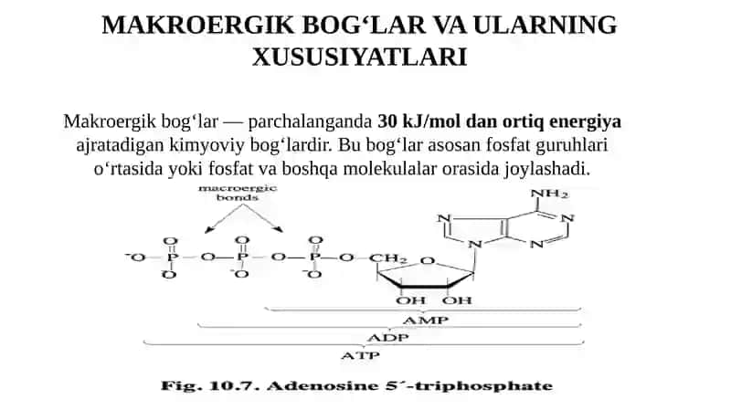 O'simliklar fiziologiyasi mustaqil ish 4