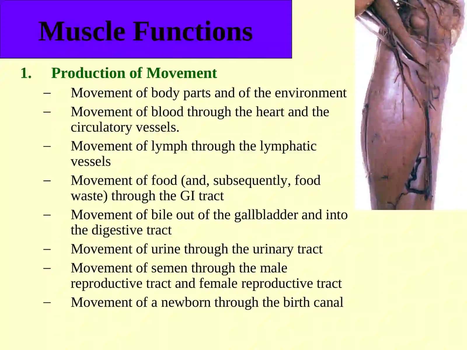 MUSCLES 4