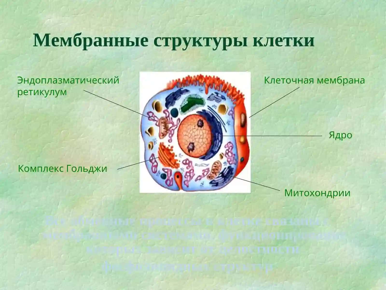Вирусные гепатиты 4