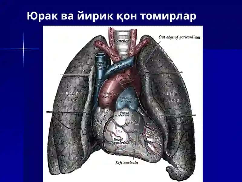 Юрак, қон айланиш доиралари, юракнинг ёшга қараб ўзгариши 4