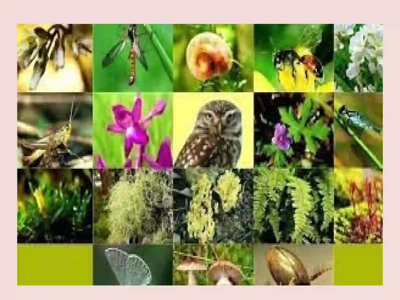 Biologik xilma – xillikni muhofaza qilish 4