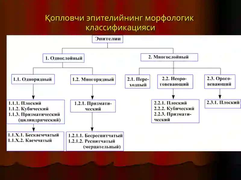 Умумий гистология 4