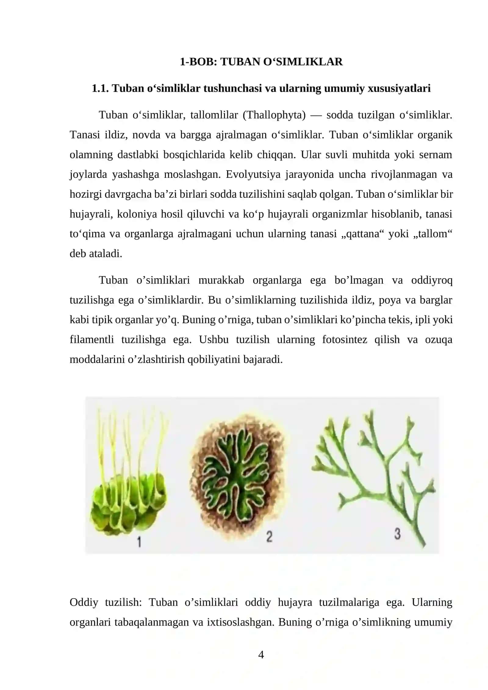 Tuban o'simliklar. Yuksak o'simliklar 4