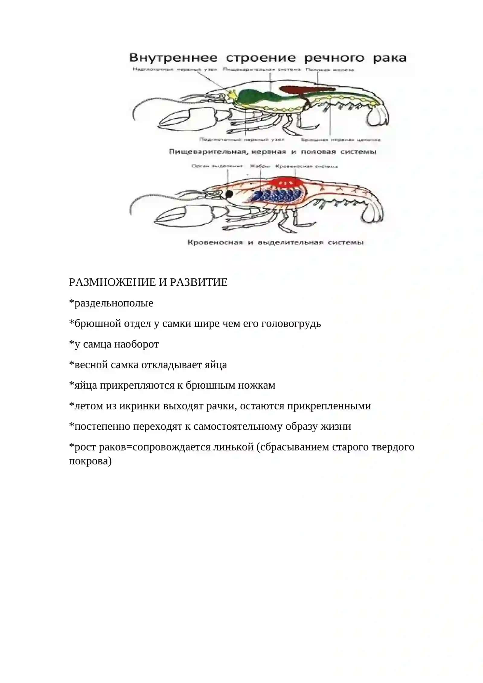 Рак 4