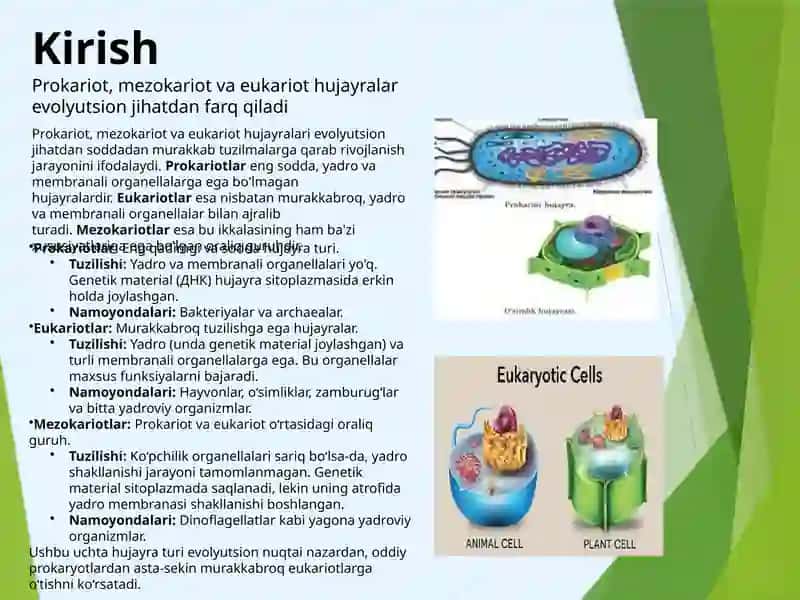 Prokariot, mezokariot va eukariot hujayralarni taqqoslash 4
