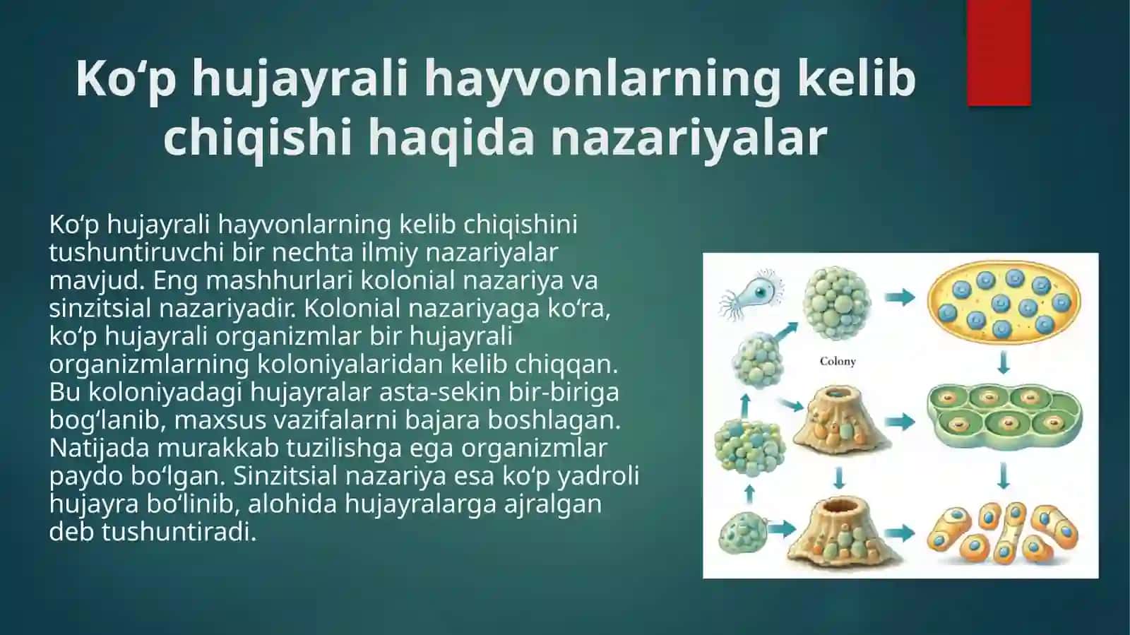 Ko'p hujayrali hayvonlarni kelib chiqishi muammolari. G'ovaktanlilar yoki Bulutlar (Porifera) usttipining umumiy ta'rifi 4