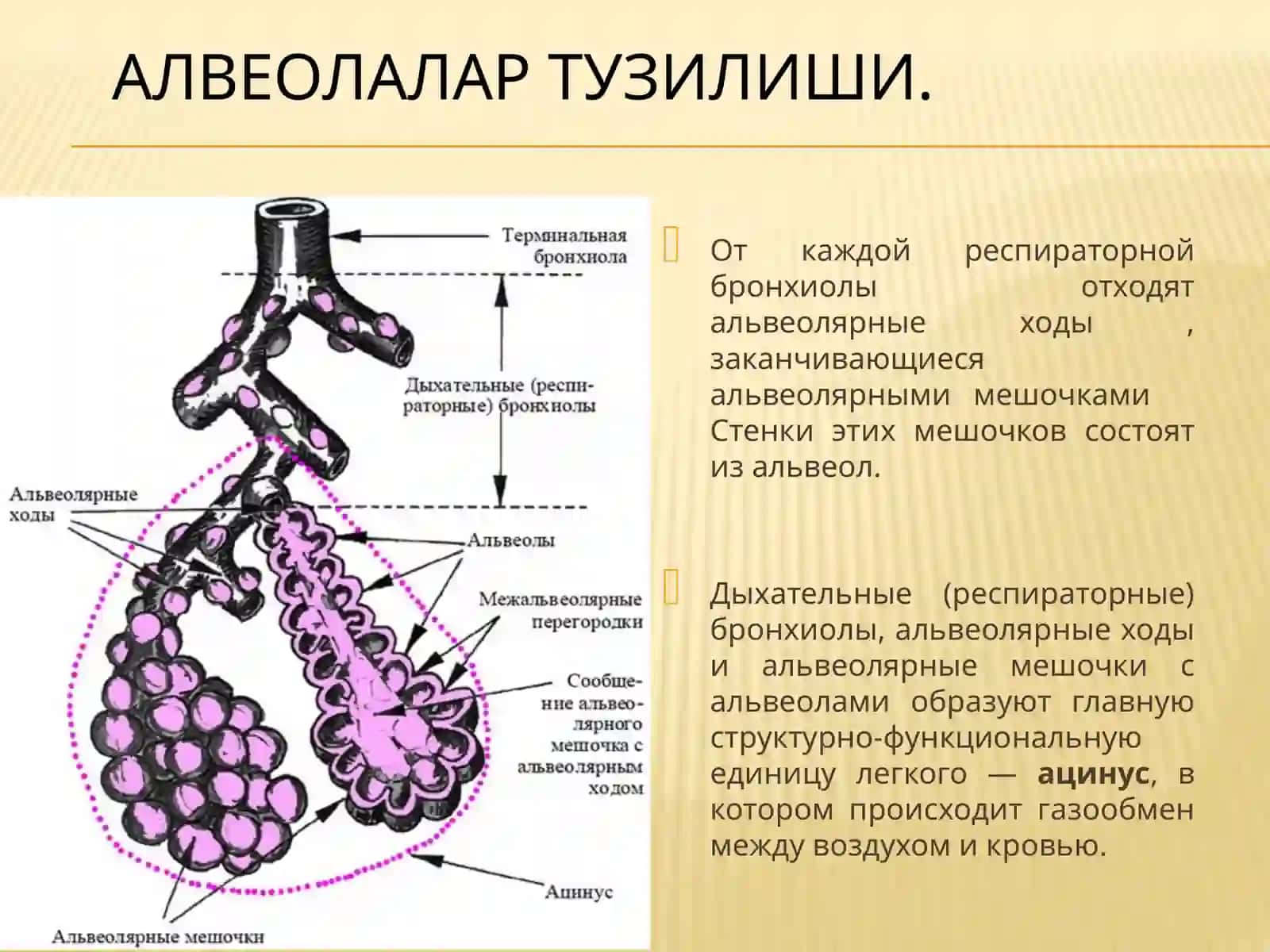 НАФАС ОЛИШ СИСТЕМАСИ ТУЗИЛИШИ ВА ФУНКЦИЯСИ 4