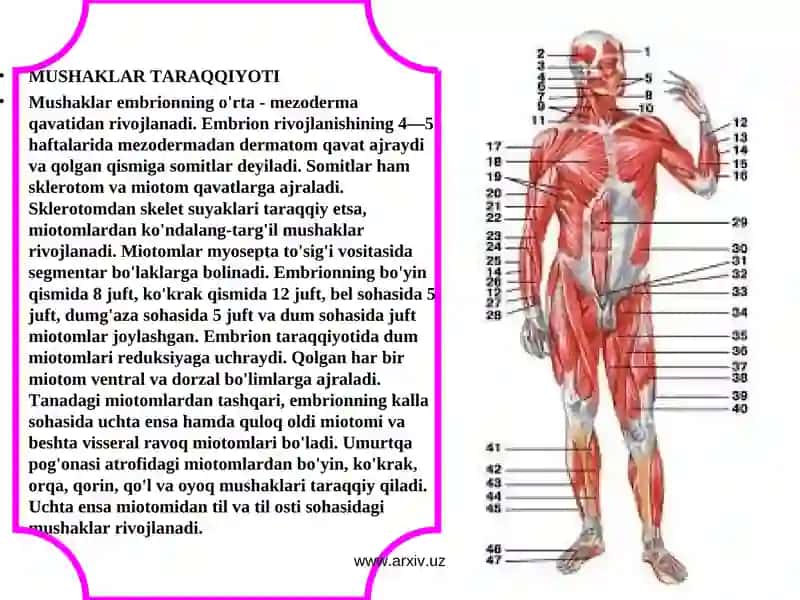 Muskullar sistemasiga umumiy tushuncha 4