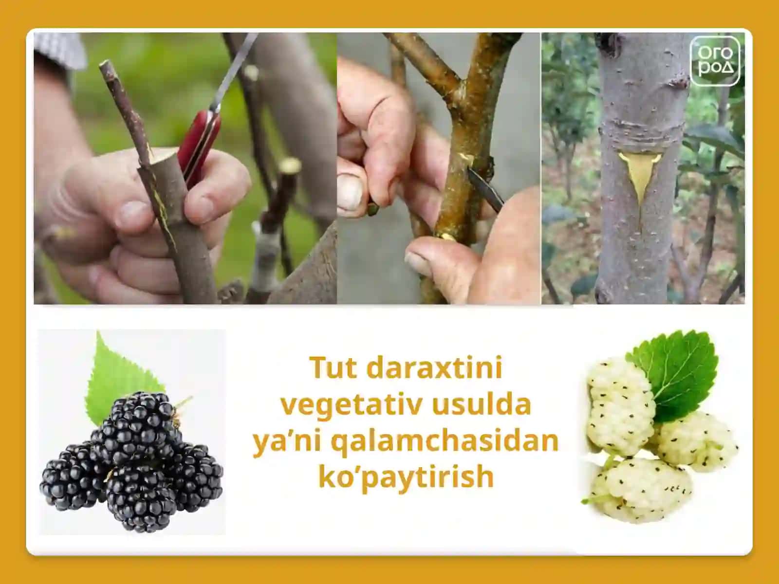 TUTNI VEGETATIV USULLARDA KO’PAYTIRISH VA NAVDOR KO’CHAT ETISHTIRISH AGROTEXNOLOGIYASI 4