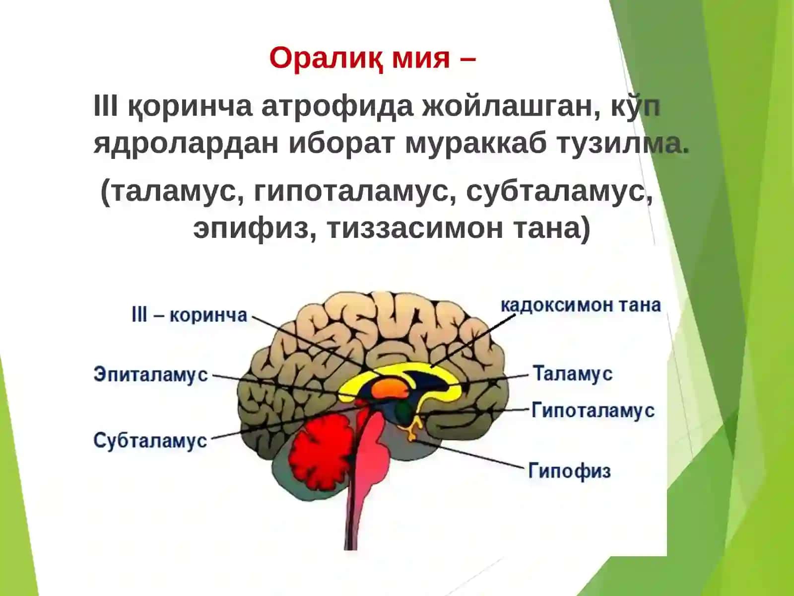 МАЪРУЗА №8.Бош мия турли бўлимлари фаолияти. Оралиқ мия, базал ядролар ва мияча физиологияси.Бош мия ярим шарлар пўстлоғи физиологияси 4