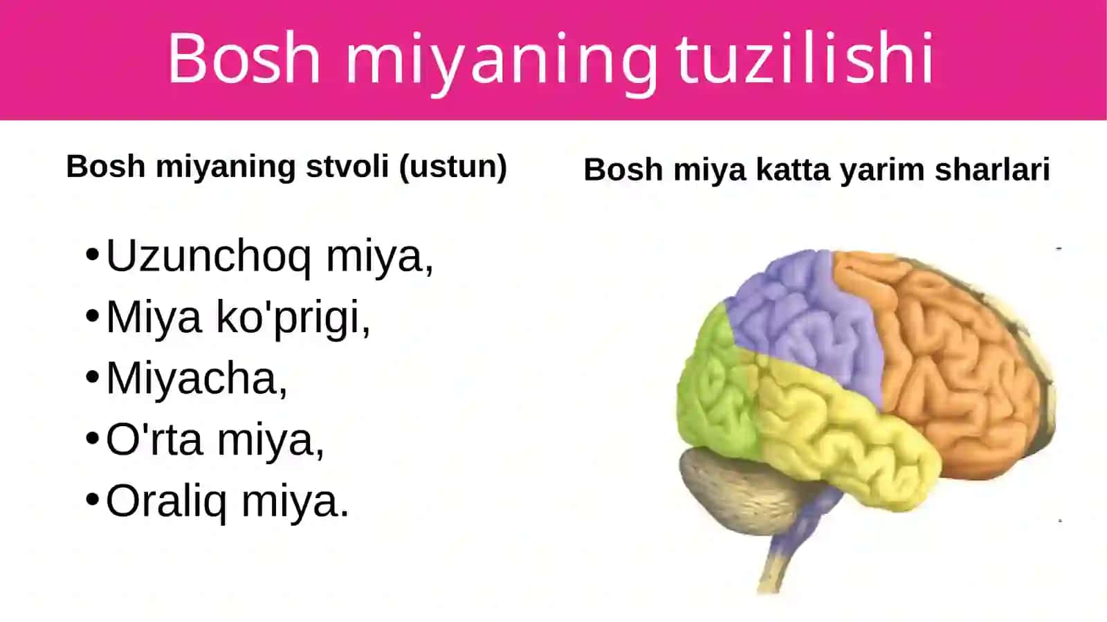 Boshmiyaningtuzilishivafunksiyasi 4