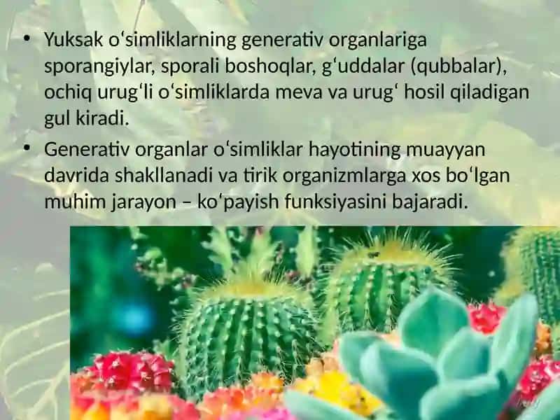O‘simliklarning vegetativ va generativ organlari 4