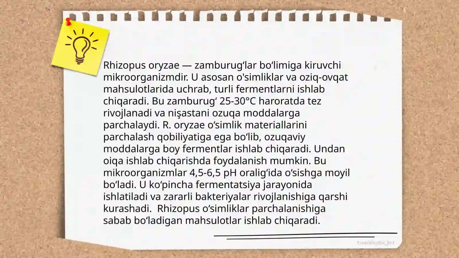 Rhizopus oryzae mikroorganizmi haqida maʼlumotlar 4