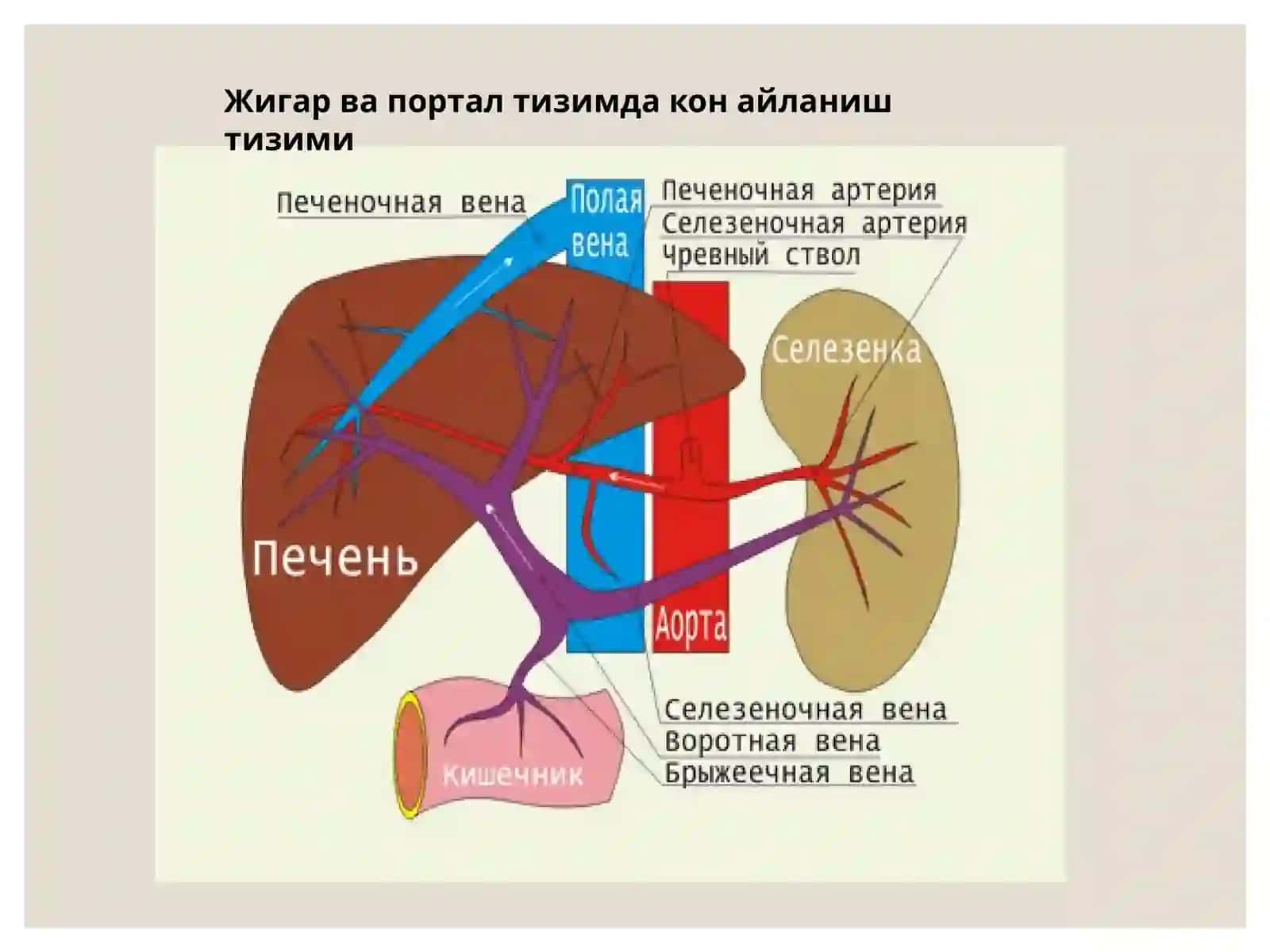 ЖИГАР, ЎТ ЙЎЛЛАРИ ВА МЕЪДА ОСТИ БЕЗИНИ РИВОЖЛАНИШ НУҚСОНЛАРИ ВА АНОМАЛИЯЛАРИ 4