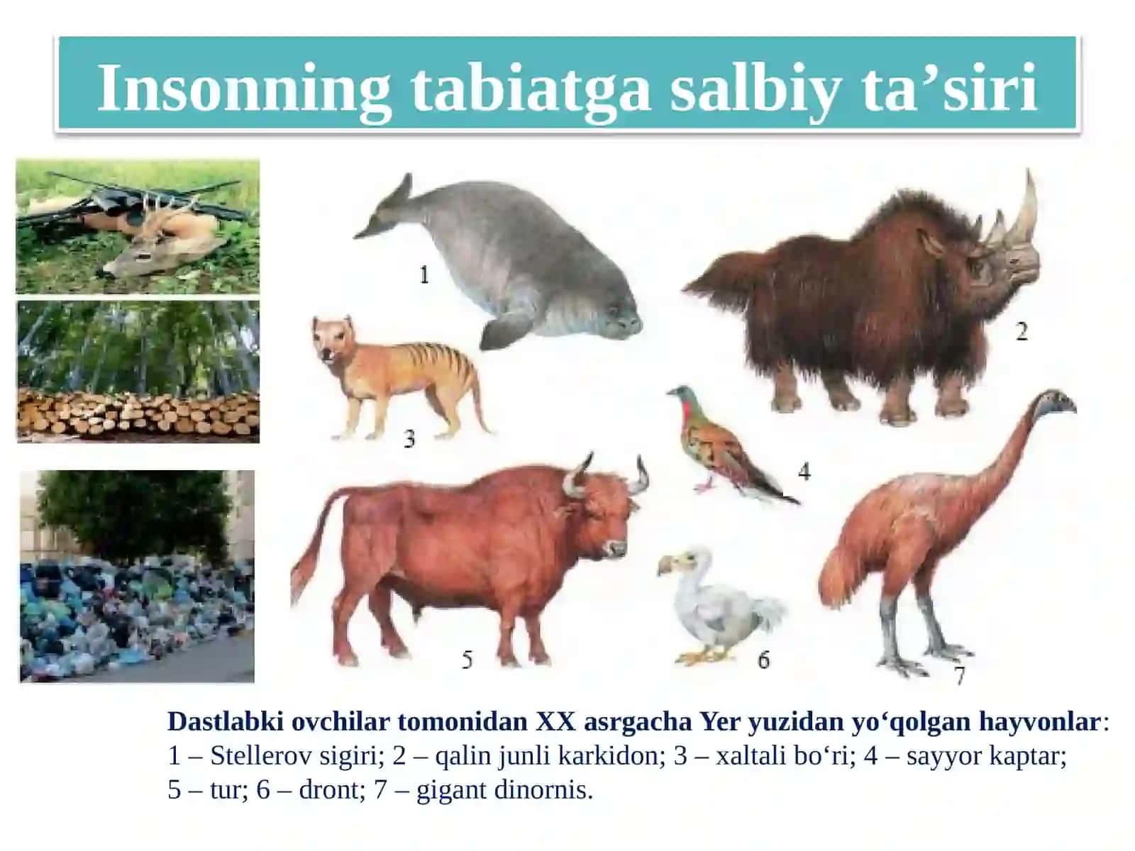 Insonvatabiat 4