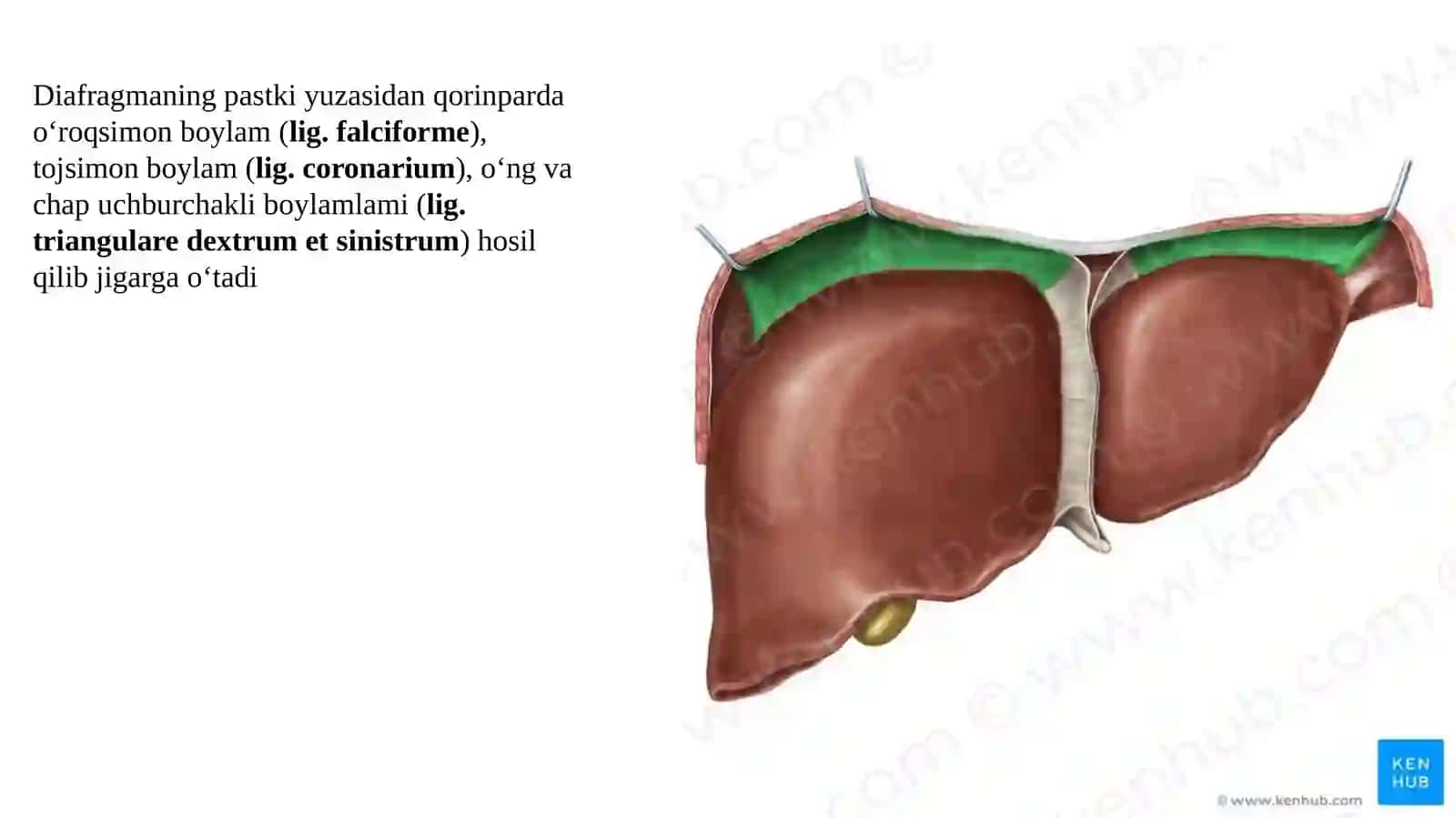 Qorin pardaning klinik anatomiyasi: yoʻnalishi, pariyetal va visseral varaqlari, qorin boʻshligʻi topografiyasi. Erkak va ayollar qorin pardasining farqi 4