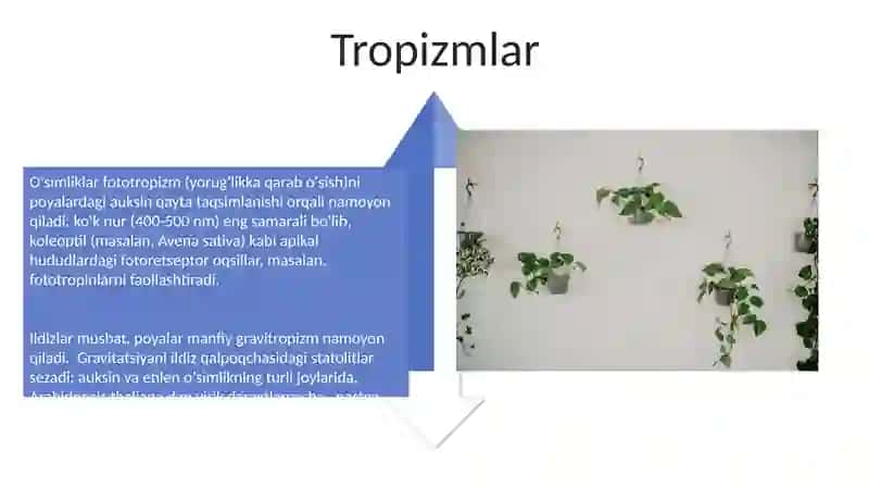 O'simliklarning harakatlari 4
