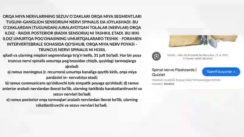 ORQA MIYA NERVLARI 4