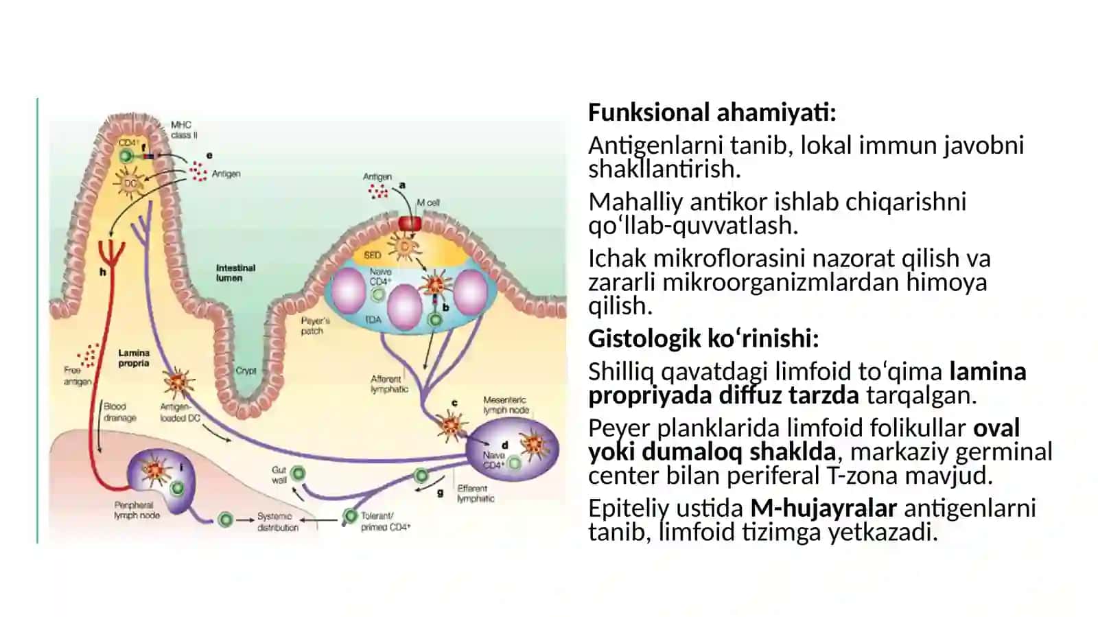 Hazim nayining limfoid tuzulmasi 4