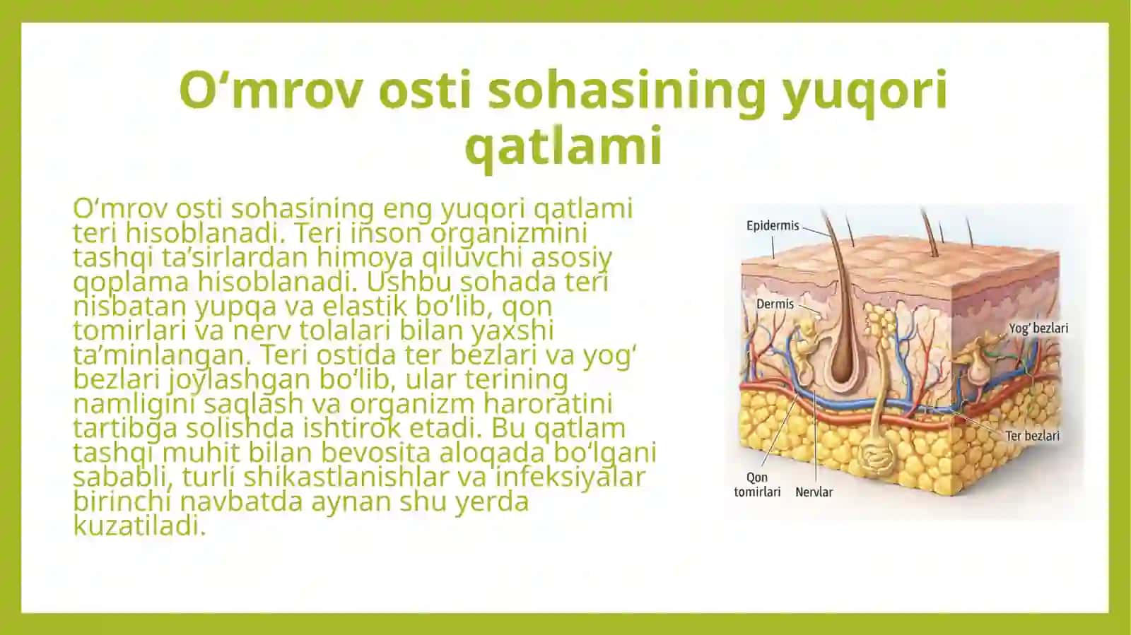 Oʻmrov osti sohasi 4