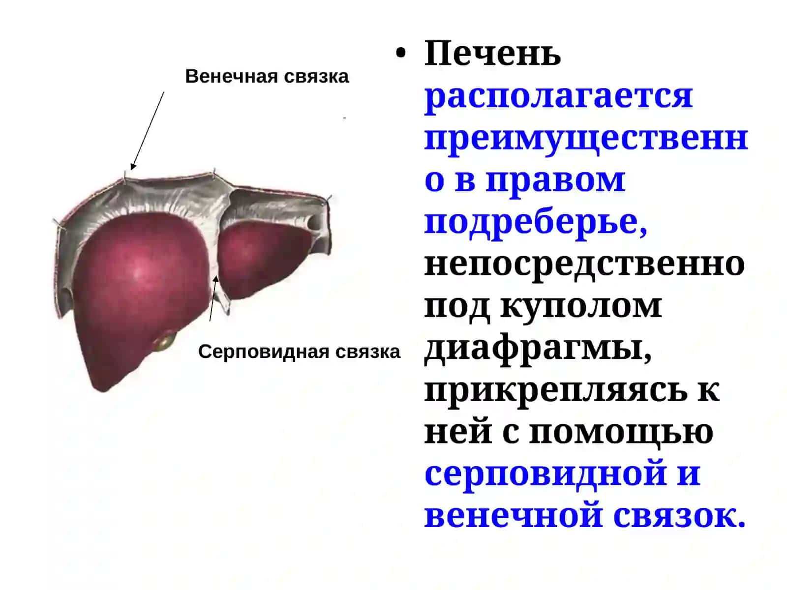 Анатомия и физиология печени 4