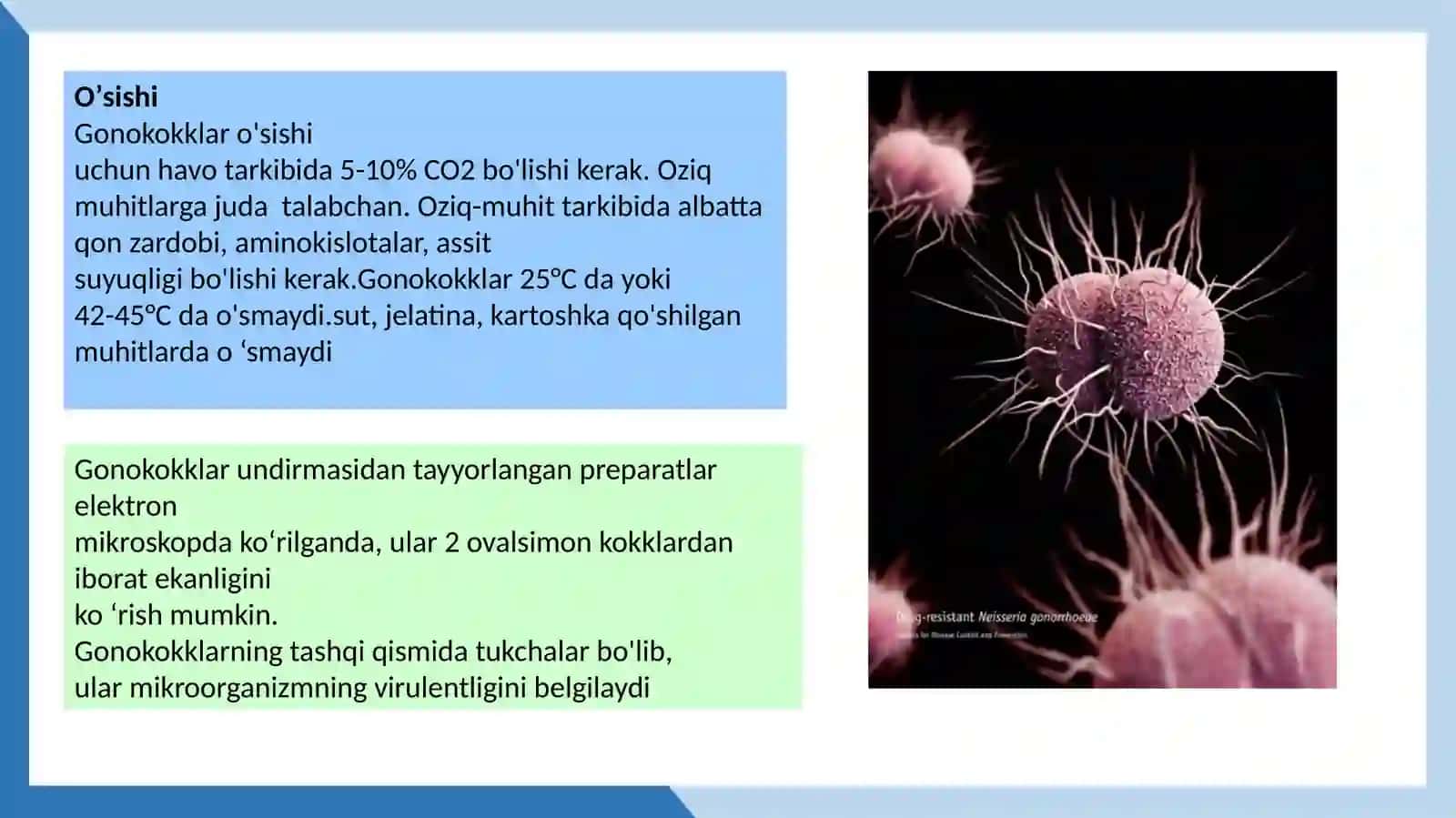 meningokokk gonagokklar 4