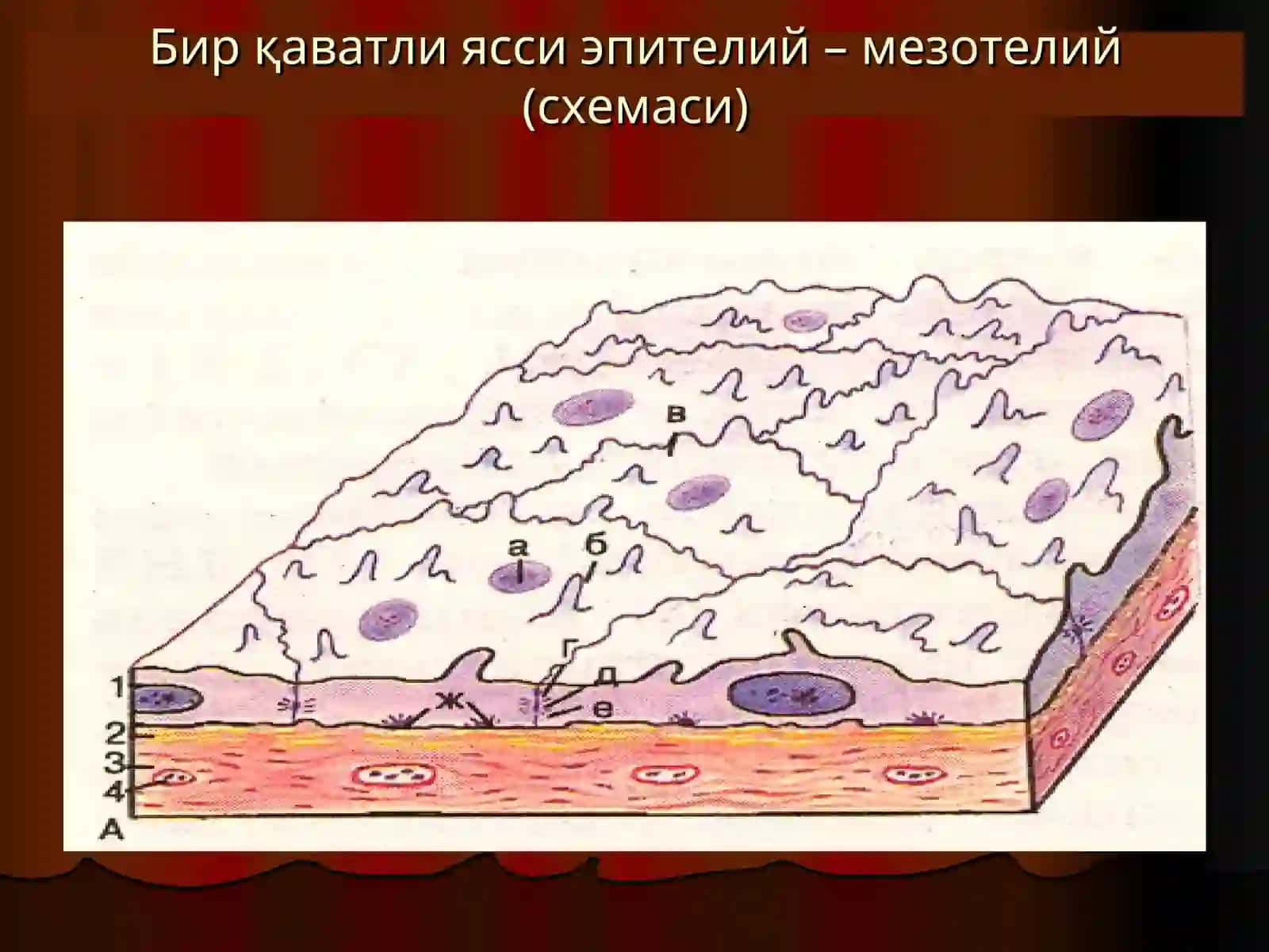 Эпителийтўқимаси 4