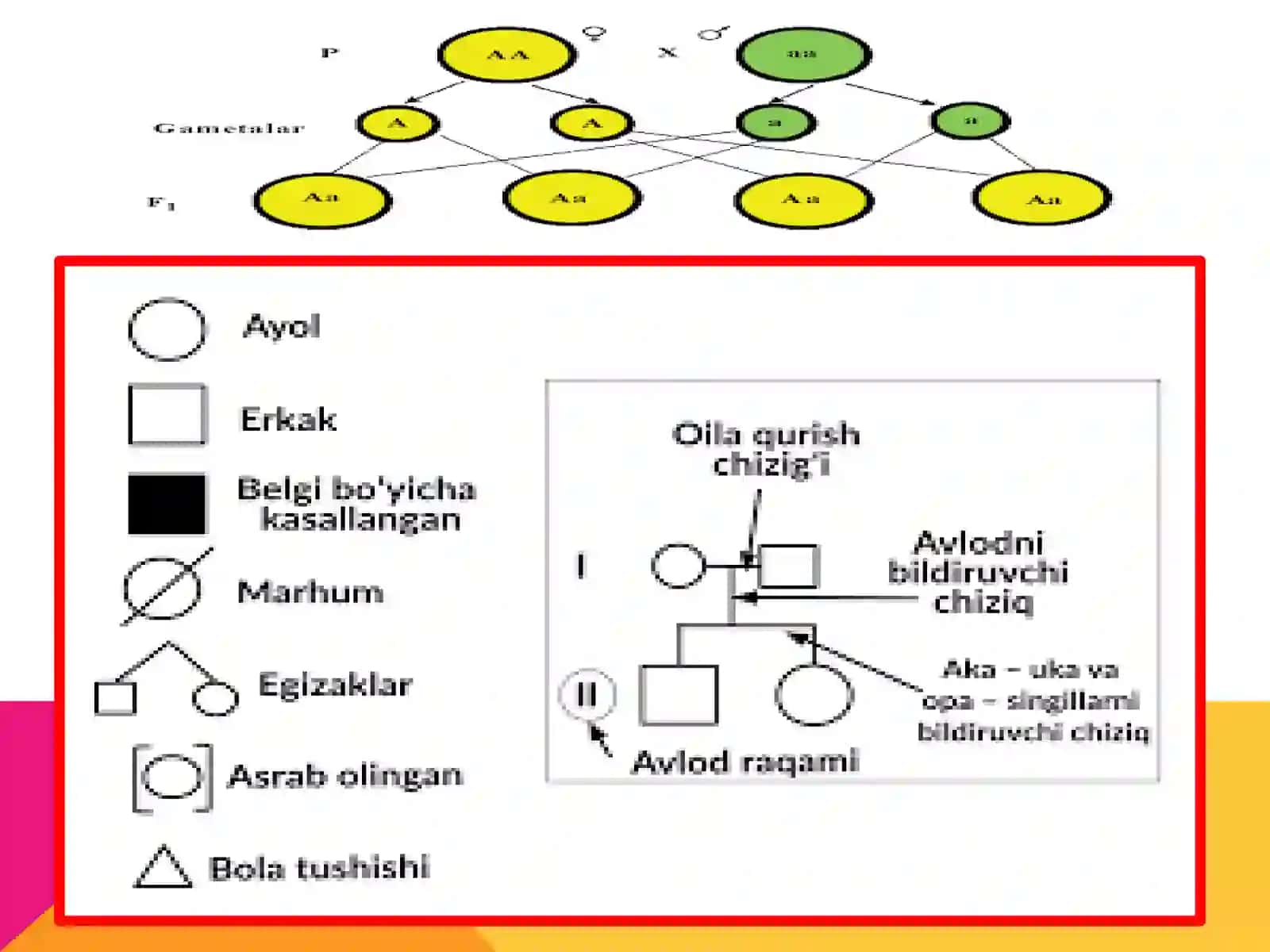 Antropogenetika usullari: Egizaklar usuli 4