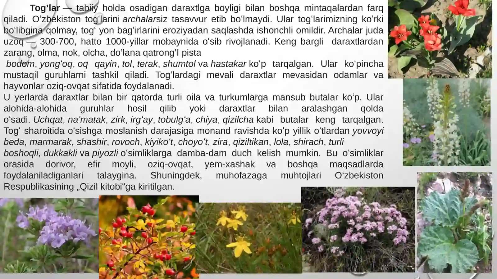 tog’ va yaylov o’simliklari va hayvonlari hamda ularning geografik tarqalishi 4