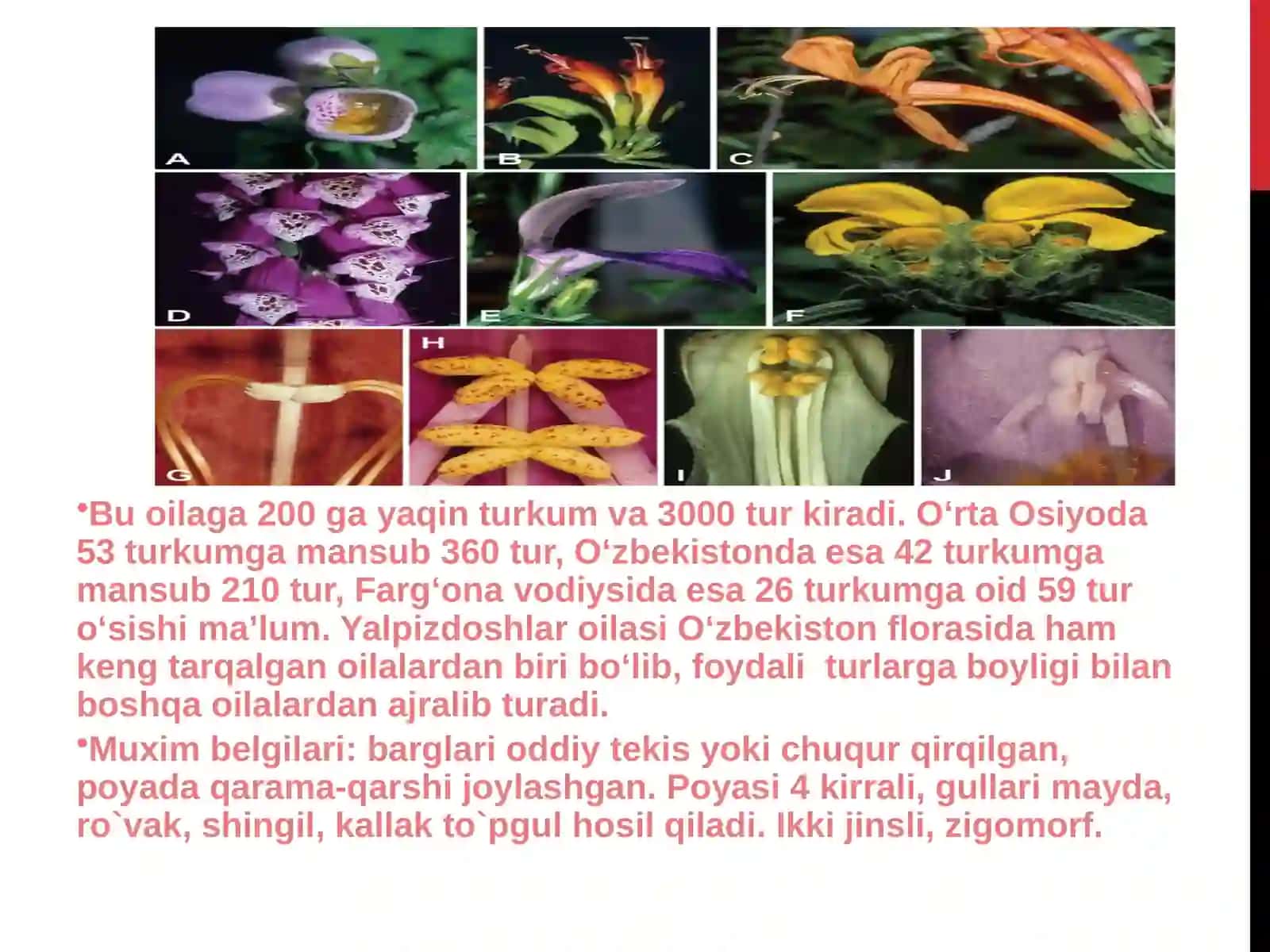 Yalpiznamolar qabilasi - Lamiales 4
