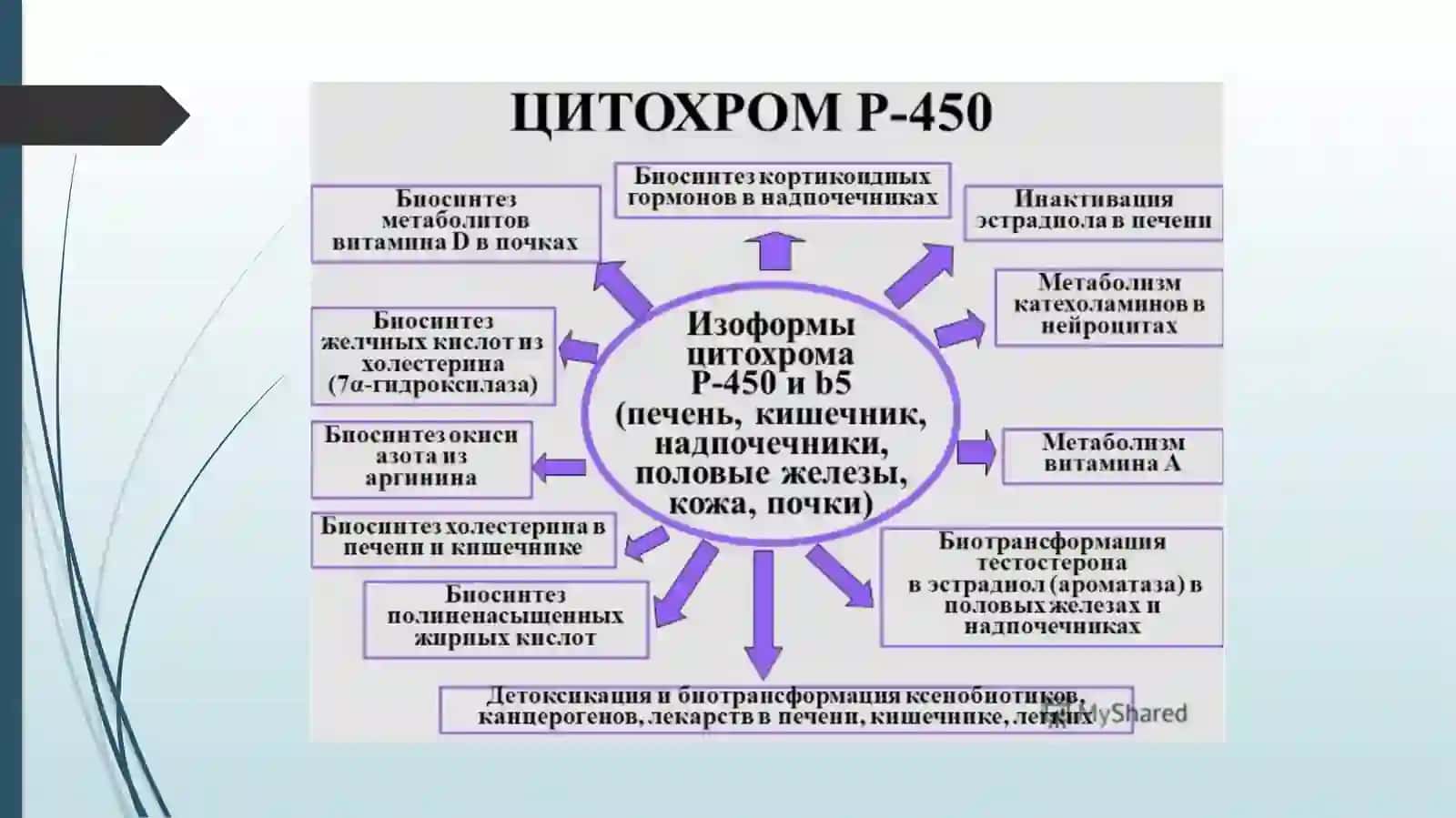 Sitoxrom P450 induktorlari va ingibitorlari klinikada qo’llanilishi. Sitoxrom P450 genipolimorfizmi, davolashning personifikatsiya asoslari. Etanol metabolizmi. ALDG fermentining izoformalari 4