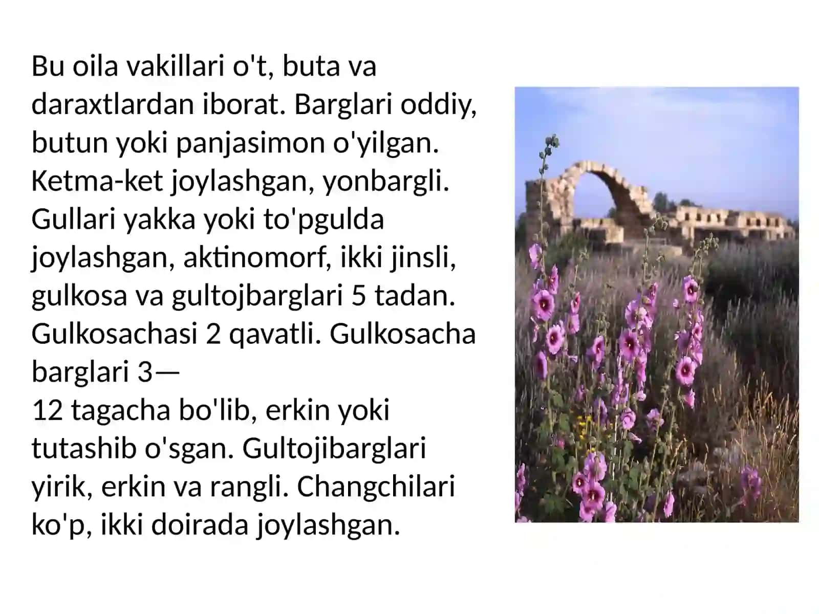 Gulhayridoshlar oilasi 4