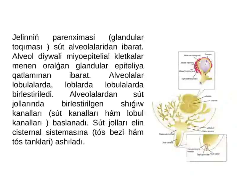 Tema. Laktatsiya bioximiyasi. Su' ttin' payda boliw processi 4