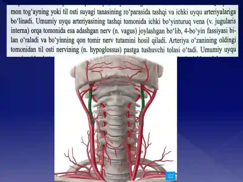 Villiziy arterial halqasi 4