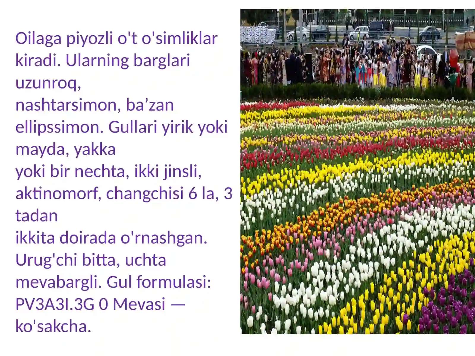 Loladoshlar oilasi. Piyozdoshlar oilasi. 4
