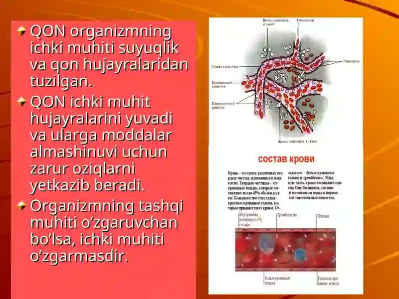 Qon va uning tarkibi 4
