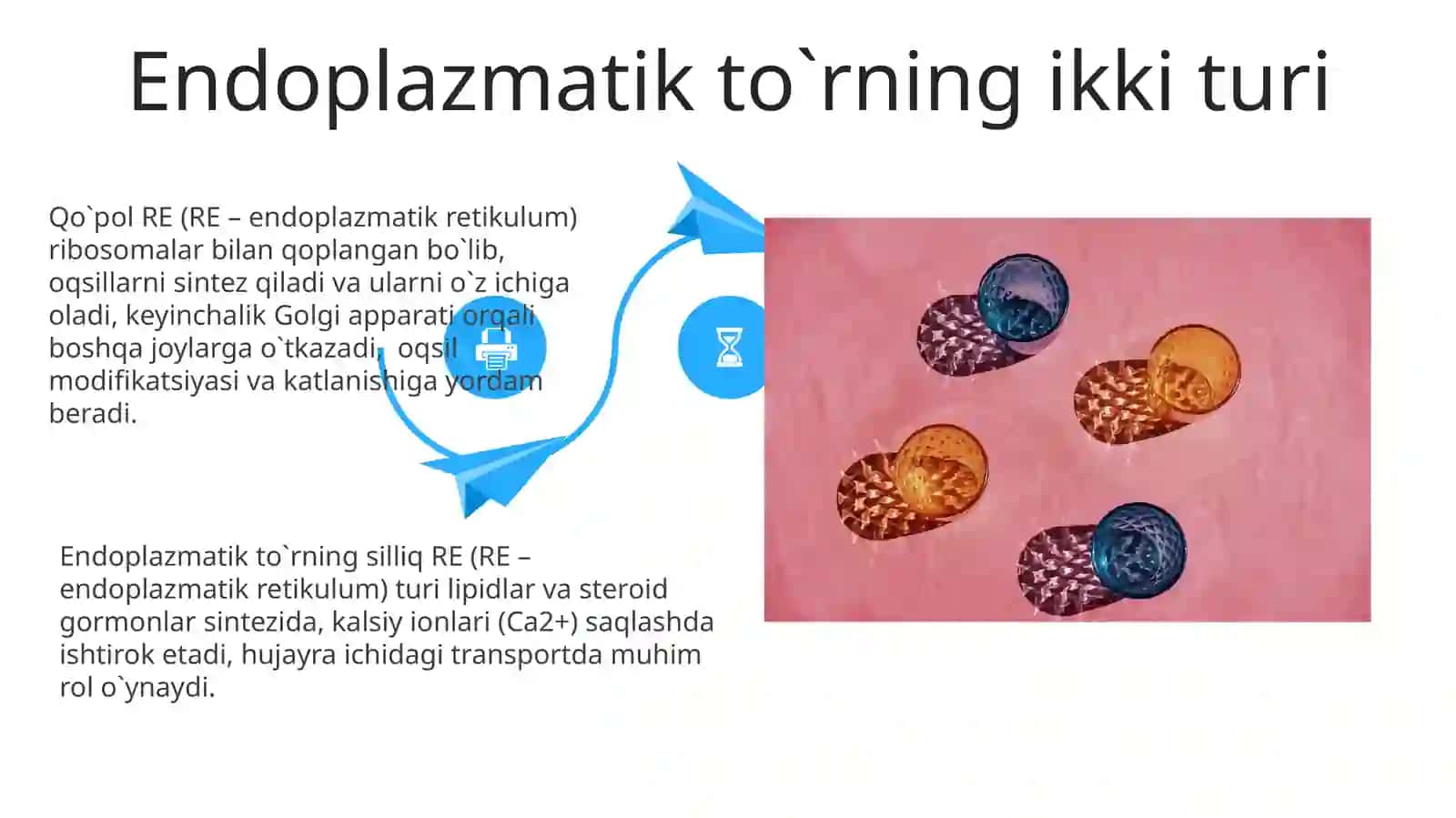 Sitoplazmaning ikki membranali organoidlari 4