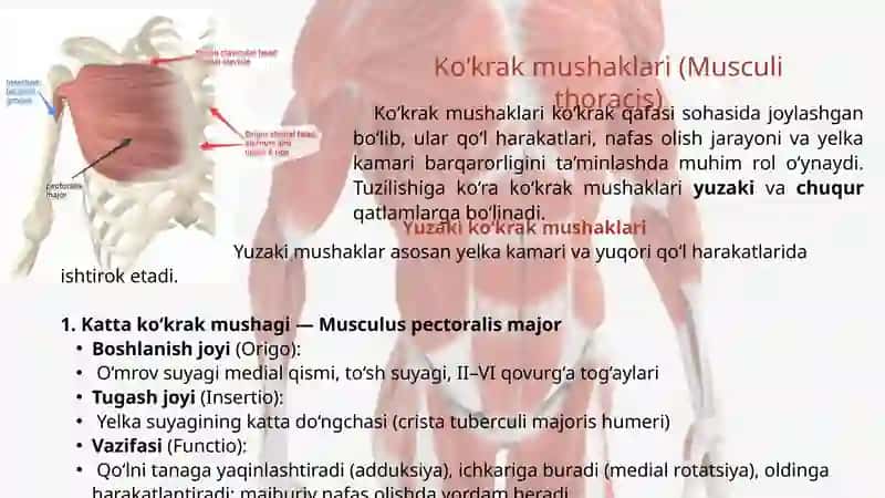 ODAM ANATOMIYASI. Muskullar sistemasi (Ko'krak, qorin va orqa mushaklari) 4
