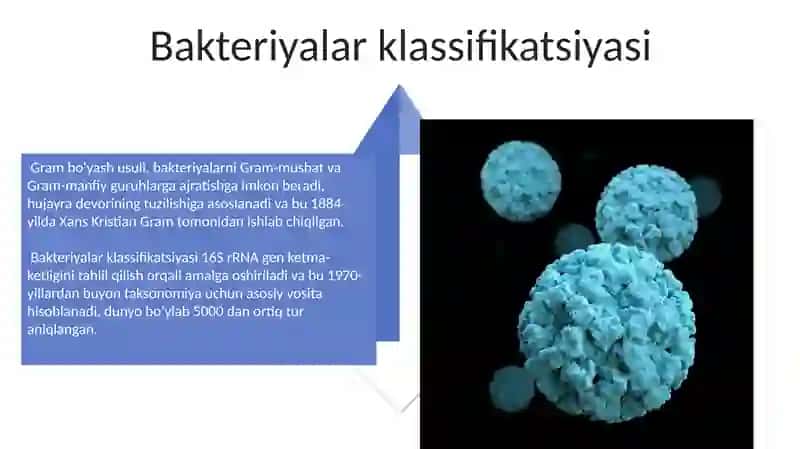 Bakteriyalar sinfi 4